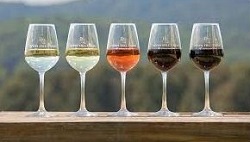 wine-varietal-250x242-a-treasure-trove-of-incredible-online-finds. wine magic