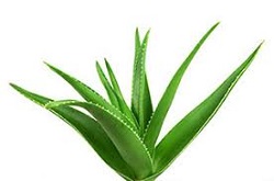 Aloe Vera Extract used in Reserve makes it a natural  supplement for boosting metabolism and energy.