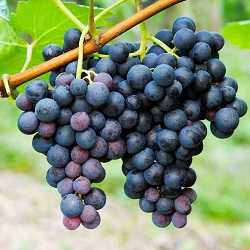 Concord Grapes contain Resveratrol for heart health is used in this supplement as one of the powerful fruits.