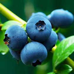 Blueberries is one of the powerful super fruits in Reserve, known for the best longevity supplement for heart and brain health.