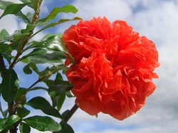 double-dwarf-pomegranate-flower-250x187-a-treasure-trove-of-incredible-online-finds. healing power of pomegranates